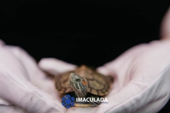 M.Imaculada-111